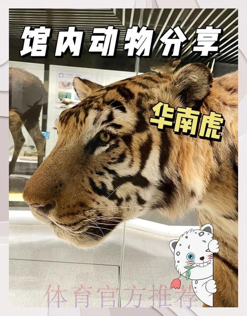 四川猫见证华南虎收获联赛千胜